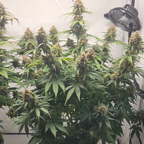 Northern Lights #2 growlog timeline photo