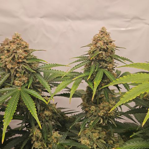 Northern Lights #2 growlog timeline photo