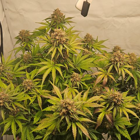 Northern Lights #1  growlog timeline photo