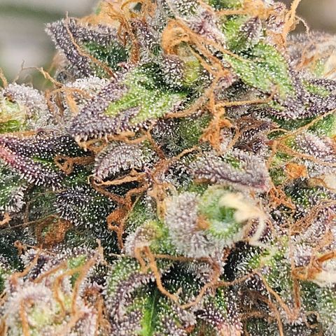 Northern Lights #1  growlog timeline photo