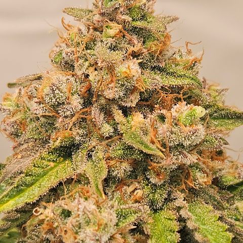 Northern Lights #2 growlog timeline photo