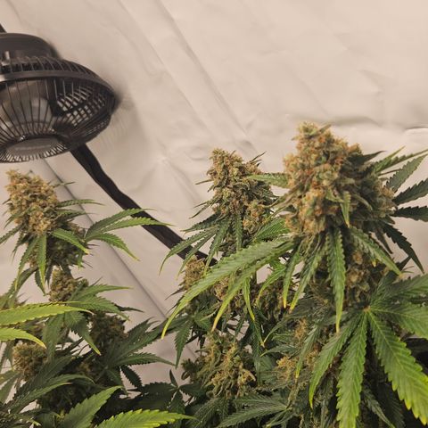 Northern Lights #2 growlog timeline photo