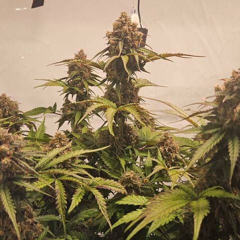 Northern Lights #1  growlog timeline photo