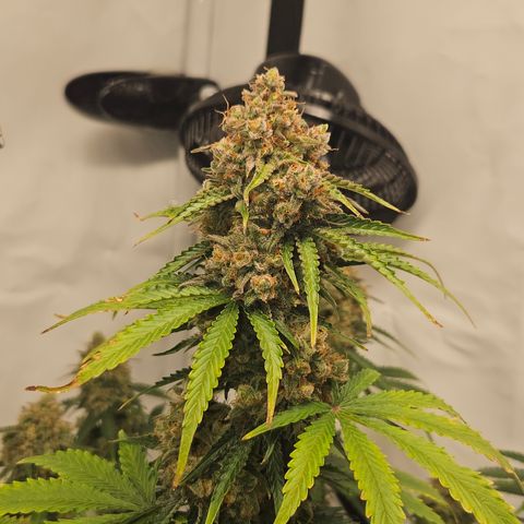 Northern Lights #2 growlog timeline photo