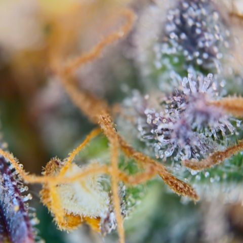 Northern Lights #1  growlog timeline photo