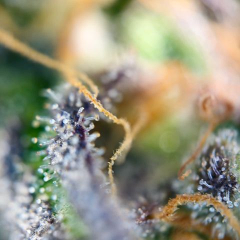 Northern Lights #1  growlog timeline photo
