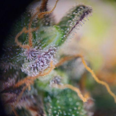 Northern Lights #1  growlog timeline photo