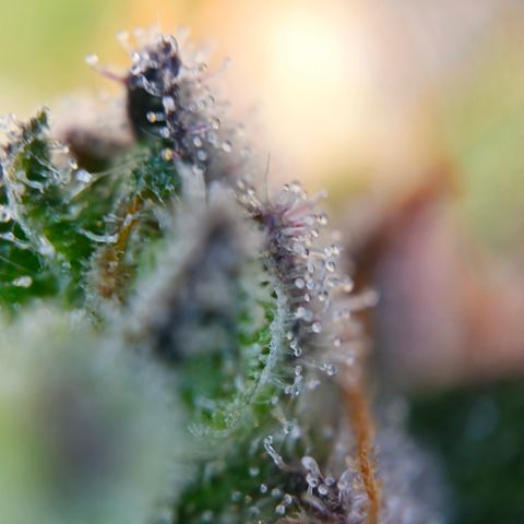 Northern Lights #1  growlog timeline photo