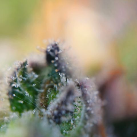 Northern Lights #1  growlog timeline photo