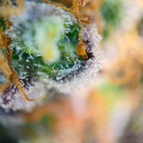 Northern Lights #1  growlog timeline photo