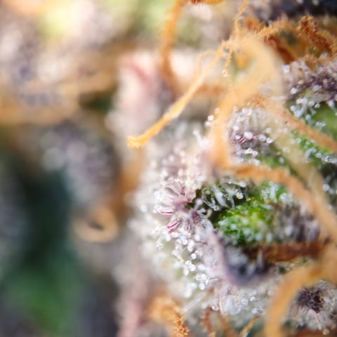 Northern Lights #1  growlog timeline photo