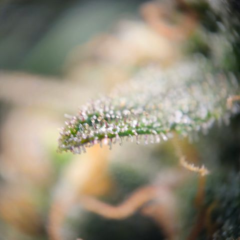 Northern Lights #2 growlog timeline photo