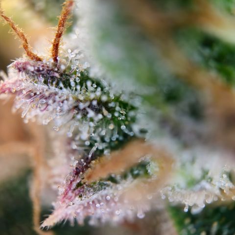 Northern Lights #2 growlog timeline photo