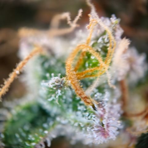 Northern Lights #2 growlog timeline photo