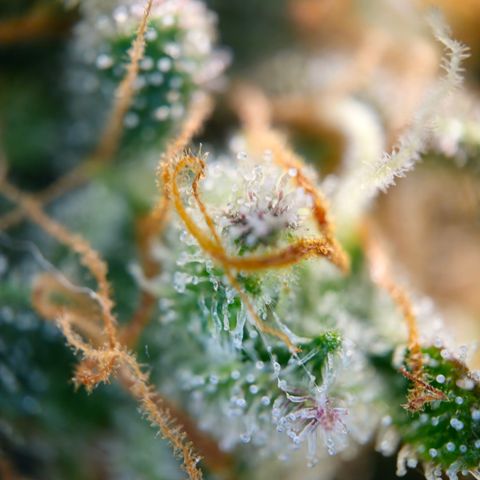 Northern Lights #2 growlog timeline photo