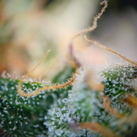 Northern Lights #2 growlog timeline photo