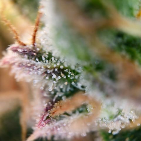 Northern Lights #2 growlog timeline photo