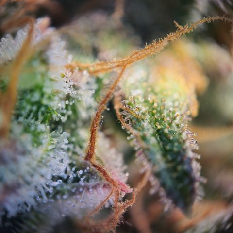 Northern Lights #2 growlog timeline photo