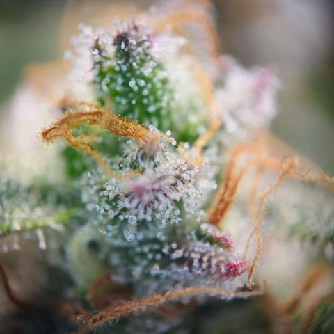 Northern Lights #2 growlog timeline photo