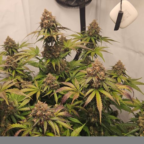 Northern Lights #1  growlog timeline photo