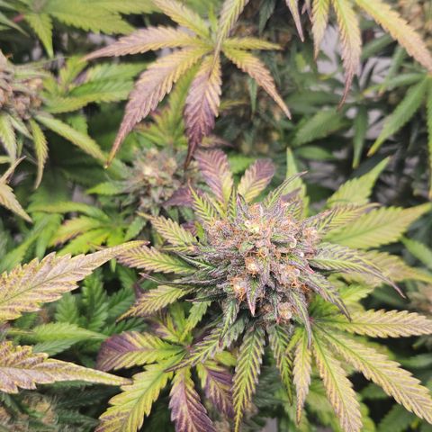 Northern Lights #1  growlog timeline photo