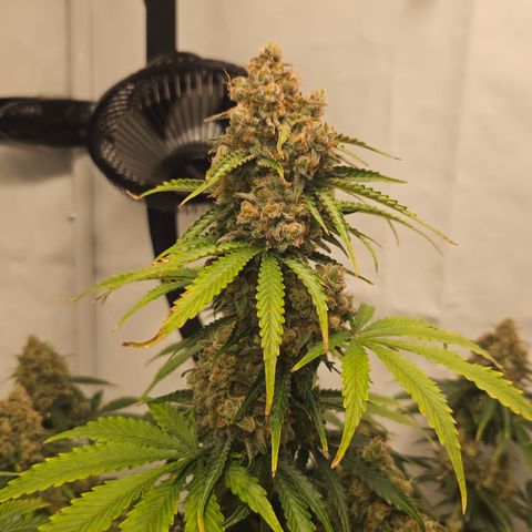 Northern Lights #2 growlog timeline photo