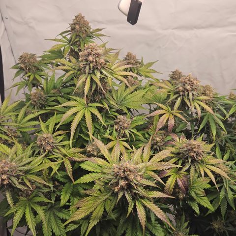 Northern Lights #1  growlog timeline photo