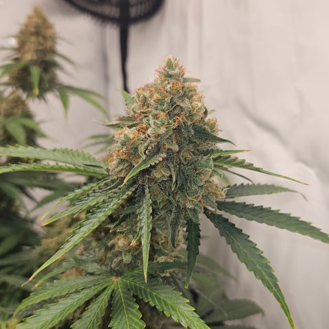 Northern Lights #2 growlog timeline photo