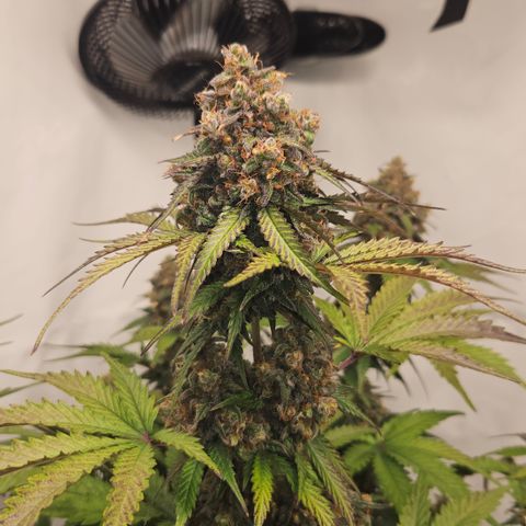 Northern Lights #1  growlog timeline photo