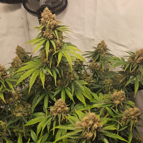 Northern Lights #2 growlog timeline photo
