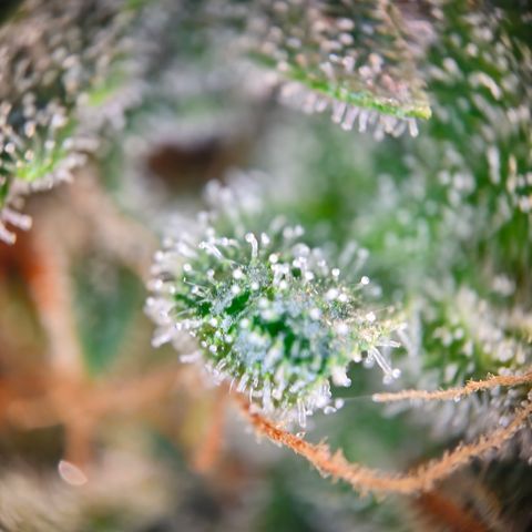 Northern Lights #2 growlog timeline photo