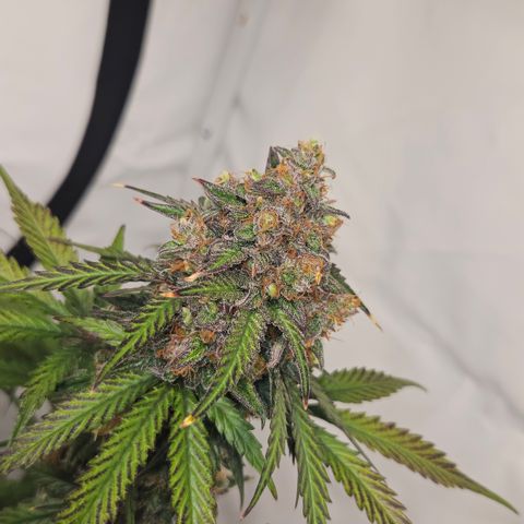 Northern Lights #1  growlog timeline photo
