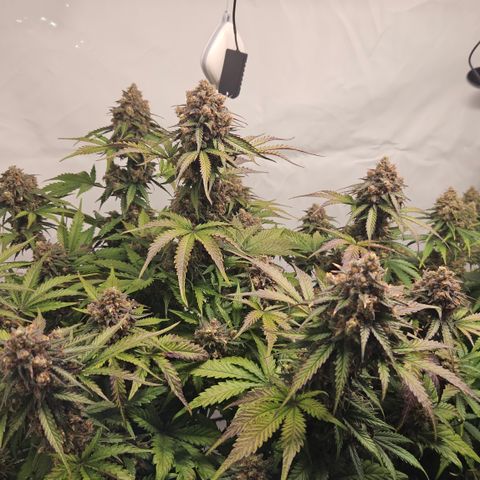 Northern Lights #1  growlog timeline photo