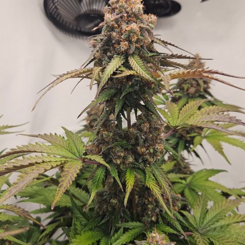 Northern Lights #1  growlog timeline photo