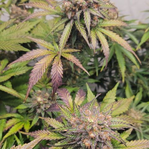Northern Lights #1  growlog timeline photo