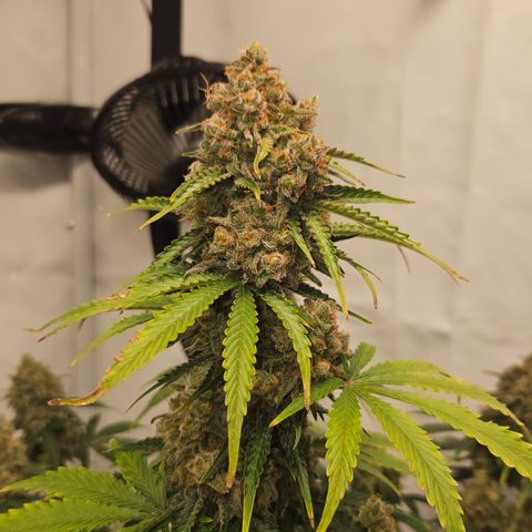 Northern Lights #2 growlog timeline photo
