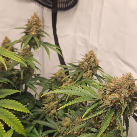 Northern Lights #2 growlog timeline photo