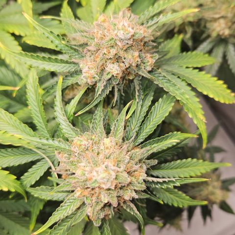 Northern Lights #2 growlog timeline photo