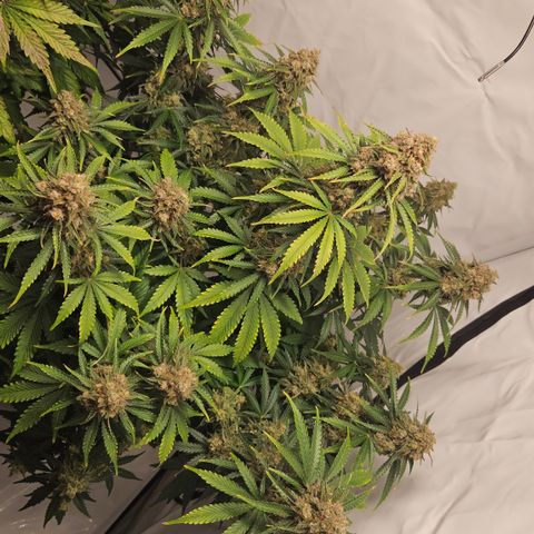 Northern Lights #2 growlog timeline photo