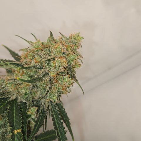 Northern Lights #2 growlog timeline photo