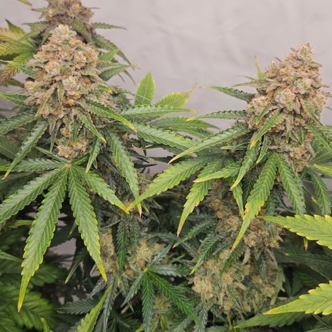 Northern Lights #2 growlog timeline photo