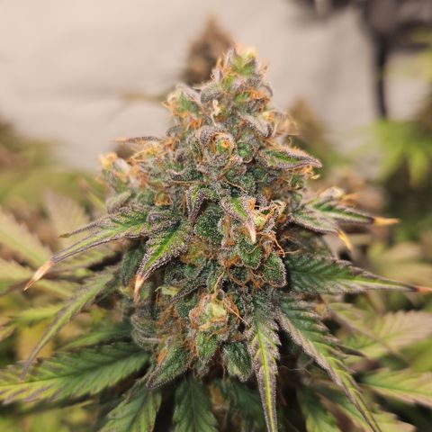 Northern Lights #1  growlog timeline photo
