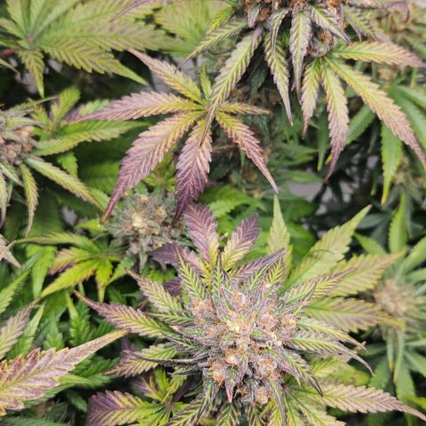 Northern Lights #1  growlog timeline photo