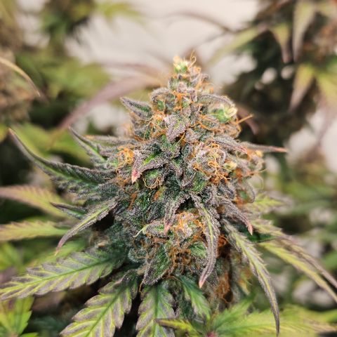 Northern Lights #1  growlog timeline photo