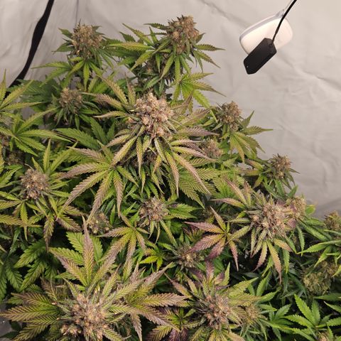Northern Lights #1  growlog timeline photo