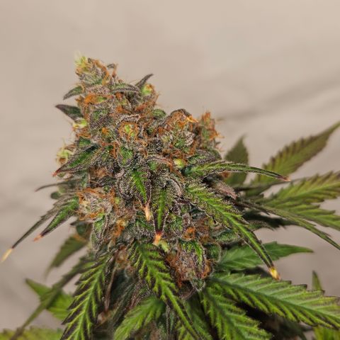 Northern Lights #1  growlog timeline photo