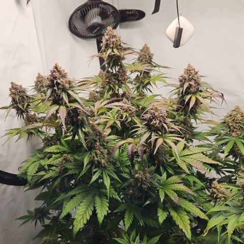 Northern Lights #1  growlog timeline photo