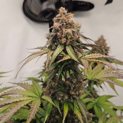 Northern Lights #1  growlog timeline photo
