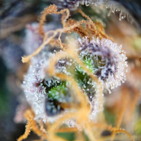 Northern Lights #1  growlog timeline photo