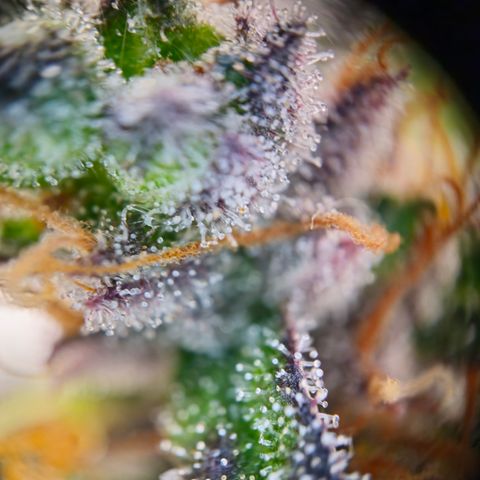 Northern Lights #1  growlog timeline photo